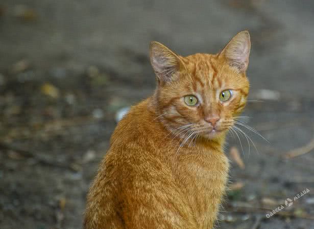 Рыжие, серые и расслабленные: одесские коты в Международный день кошек (фоторепортаж)
