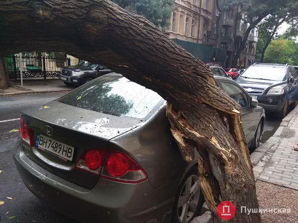 В результате грозы в Одессе несколько деревьев упали на автомобили. Фото