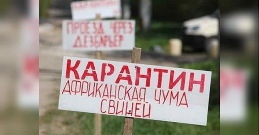 Африканская чума свиней под Одессой: регион лишился 100 свиноферм