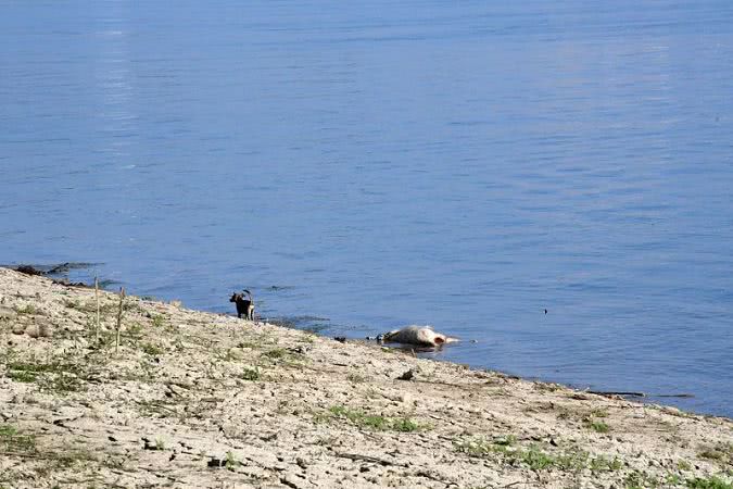 Воды Дуная выбрасывают на берег в районе Рени дохлых свиней — АЧС пока не подтвердили