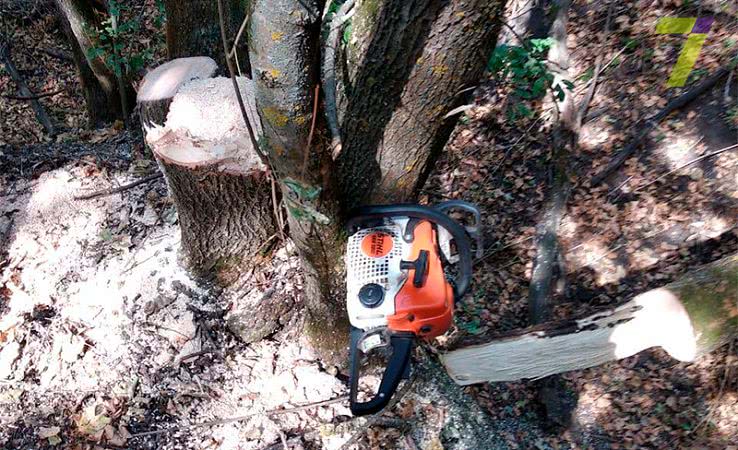 В Одесской области пресекли незаконную вырубку леса (фото)