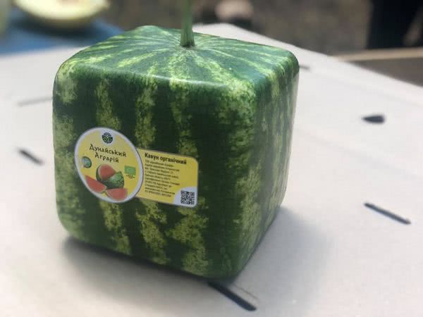 Измаильский аграрий выращивает арбузы в форме куба и сердца (фото)