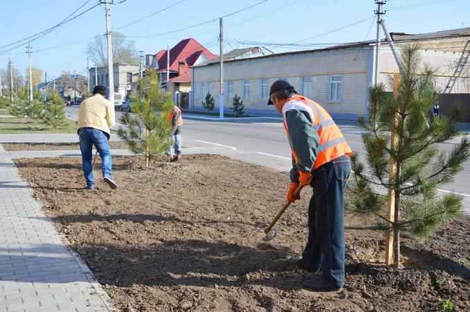 Глава Килийской ОТГ развеял слухи относительно пропавших в центре города деревьев и рассказал, чем их заменят