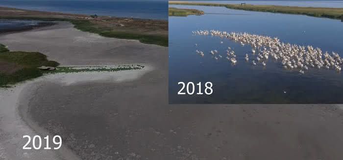В Одесской области высохли лиманы, где раньше жили пеликаны