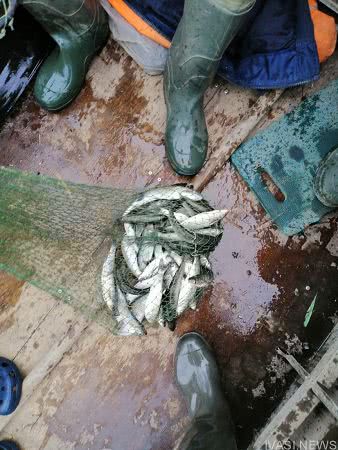 В Одесской области браконьеры наловили рыбы почти на 24 тыс. грн (фото)