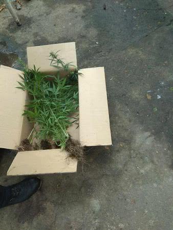 Спалился: во время пожара в Измаиле в подвале частного дома обнаружили наркоплантацию