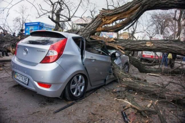 Одесская мэрия заплатит одесситу 100 тыс грн за испорченный деревом автомобиль