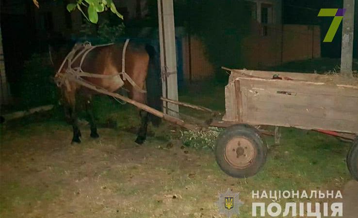 ДТП в Одесской области: автомобиль насмерть сбил жеребёнка (фото)
