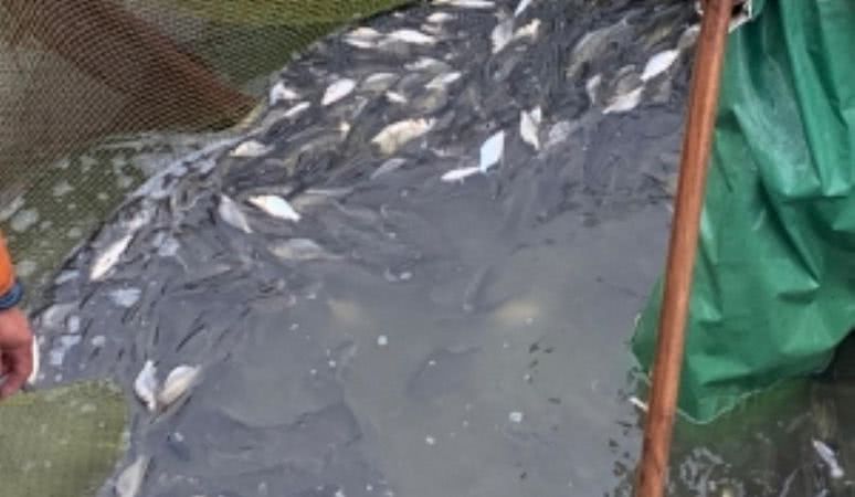 В Белгород-Днестровском районе лиман планируют зарыбить 18 тоннами ценных видов рыб