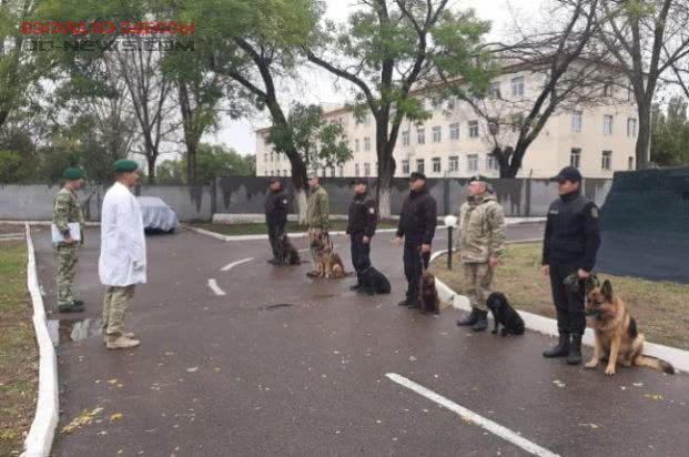 В Одесской области четвероногие «пограничники» прошли медосмотр