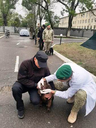 "Айболиты" Измаильского погранотряда проверили состояние здоровья четвероногих охранников госграницы