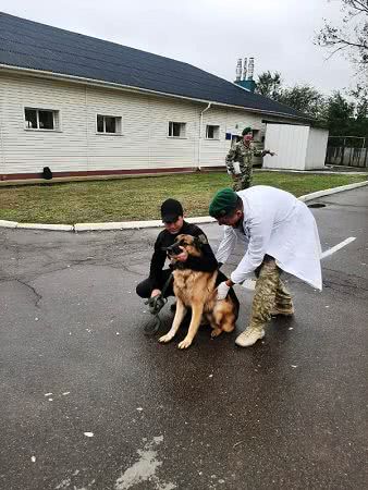 "Айболиты" Измаильского погранотряда проверили состояние здоровья четвероногих охранников госграницы