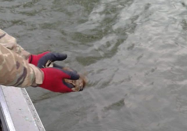 Незаконно выловленных раков выпустили в водоёмы Одесской области (фото)