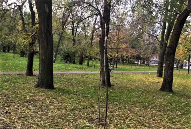 В парке Шевченко сломали 15 молодых саженцев (фото)