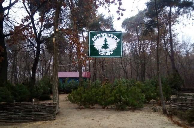 Одесситам предлагают проверить происхождение своей новогодней елки через приложение