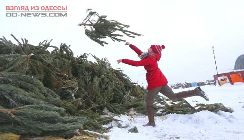 Одесситам предложили после праздников нести использованные ёлки в пункты приёма
