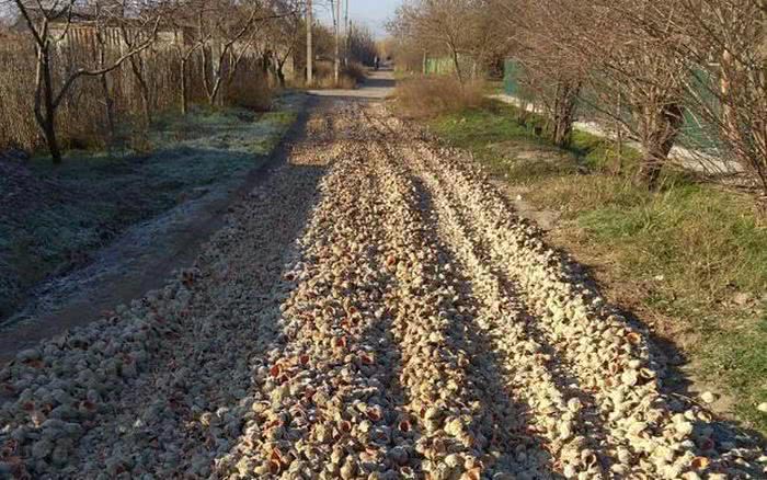 В Одесской области дорогу отремонтировали… раковинами рапанов (фото)