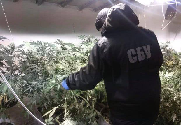 СБУ затримала одеських «садоводів», які вирощували в теплицях коноплю