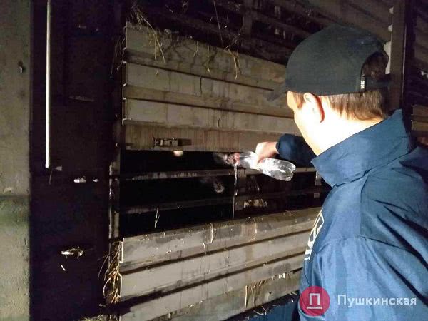 Чиновника из Одесской области уволили из-за застрявших в Черноморском порту овец, но он вернулся