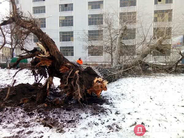 В Одессе возле школы на Водопроводной сильный ветер вырвал с корнем огромное дерево. Фото