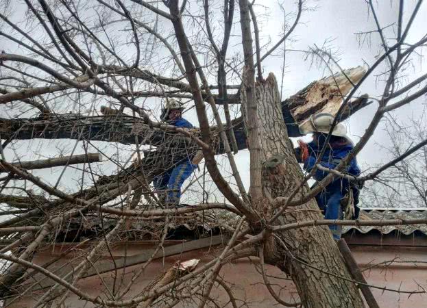В Одесской области огромное дерево упало на газовую трубу (фото)