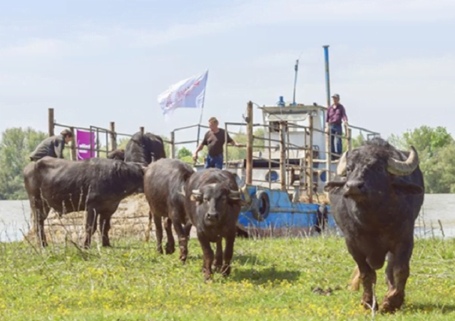 Как в Одесской области Rewilding Ukraine восстанавливает дикую природу — встреча с активистом