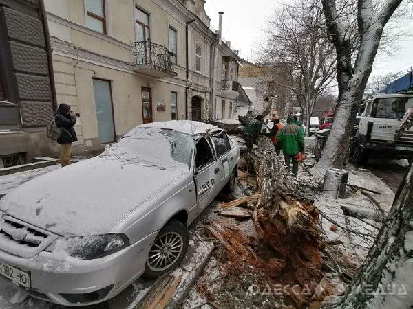 На Успенской дерево придавило две легковушки (фото)