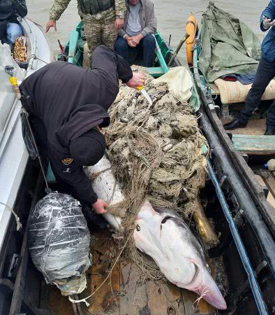 В Одесской области браконьеры поймали 150-килограммовую белугу ради черной икры. Фото