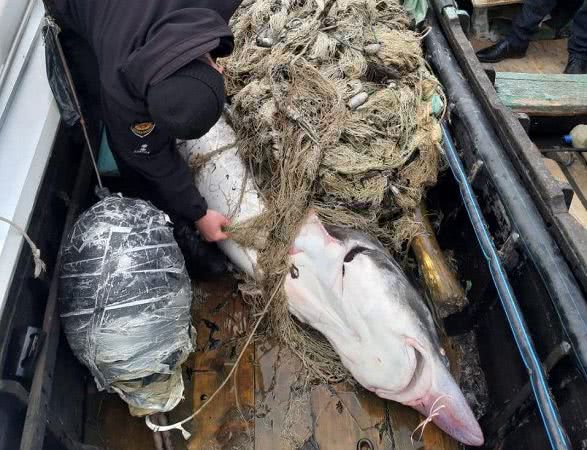 В Одеській області затримано браконьєрів зі 150-кілограмовою червонокнижною білугою