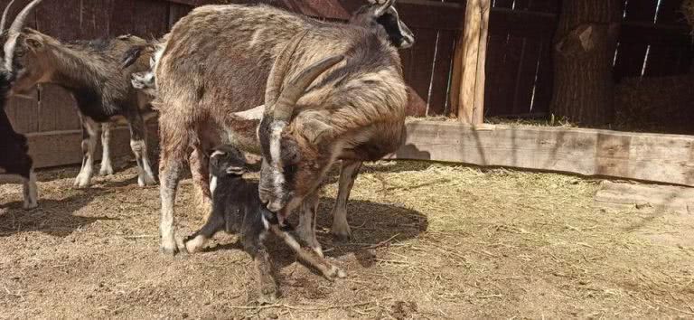 В Одесском зоопарке родился камерунский козленок (ФОТО)