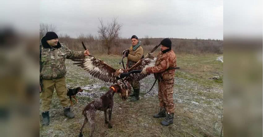В полиции отреагировали на скандал вокруг убийства копами краснокнижной птицы