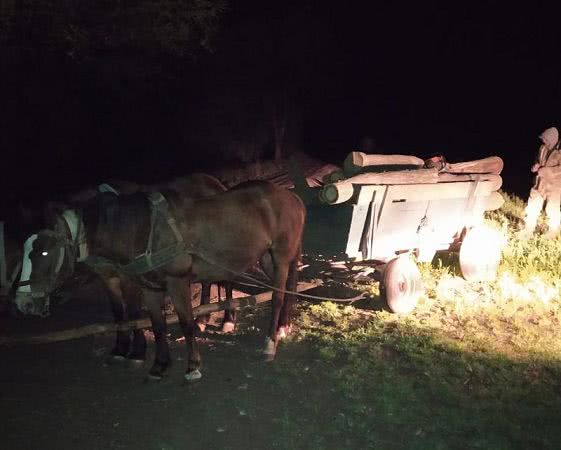 В Арцизском районе разоблачили ночных лесорубов