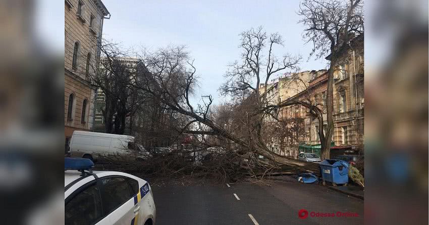 Горсовет Одессы наказали за упавшее на авто дерево