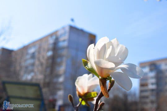 Цветущая Одесская область: вопреки карантину в Черноморске царит весна