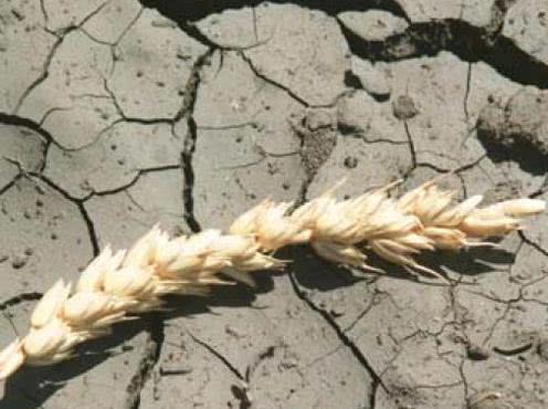 Анатолий Артеменко: «Засуха в Одесской области может привести к полной потере урожая»