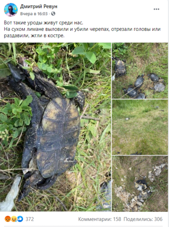 Под Одессой живодеры варварски убили краснокнижных черепах