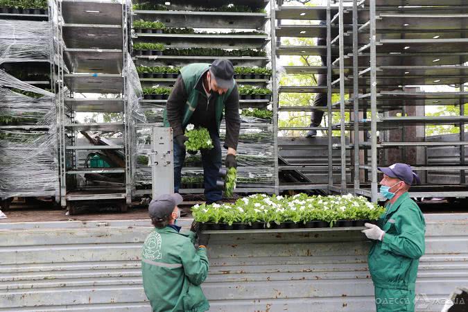 В Южной Пальмире высадят 600 тысяч цветов