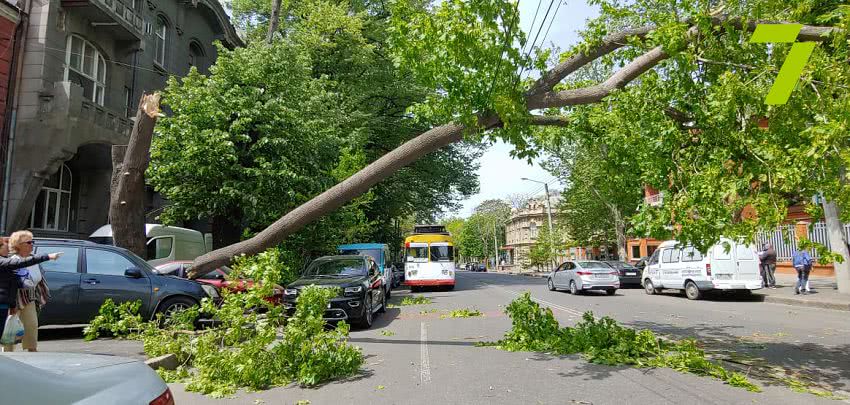 В Одессе упавшая ветка повредила два авто и заблокировала движение (фото)