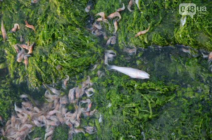 Одесса: названа причина массового мора креветок в Хаджибейском лимане