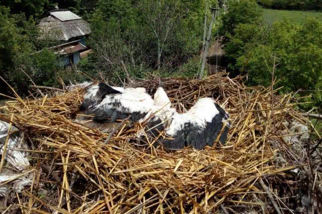Безопасность птиц: ДТЭК расширил программу спасения аистов на Одесскую область