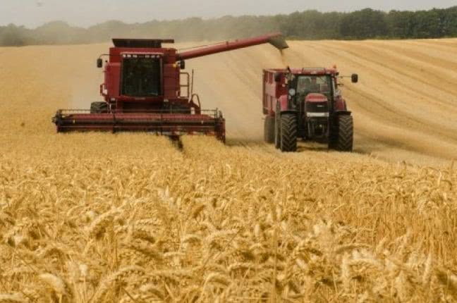 На Одесчине стартовала уборочная кампания: аграрии подсчитали убытки из-за засухи