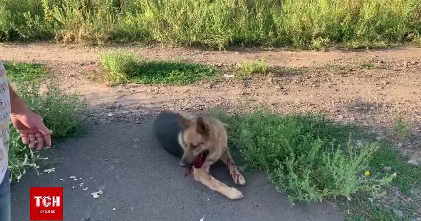 В Одеській області водій спеціально двічі збив автомобілем свого собаку