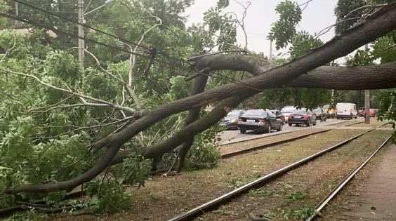 Ветром в Одессе повалено более 60 деревьев и оборвалось более двух десятков проводов