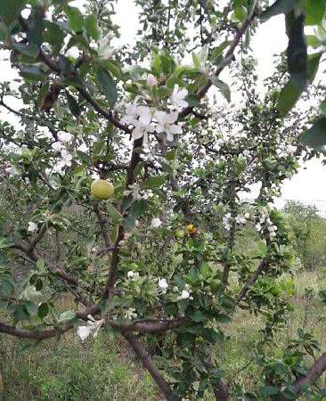В Арцизе вновь зацвели яблони (фотофакт)