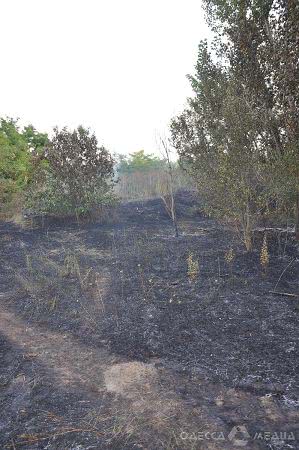 Из-за пожара на свалке в Одесской области едва не загорелся сосновый лес