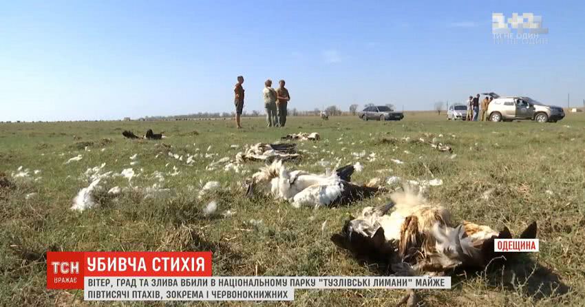 Потужний вітер, град та злива вбили майже пів тисячі птахів в Одеській області