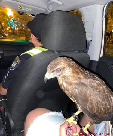 В Одессе активисты с полицией освободили хищную птицу