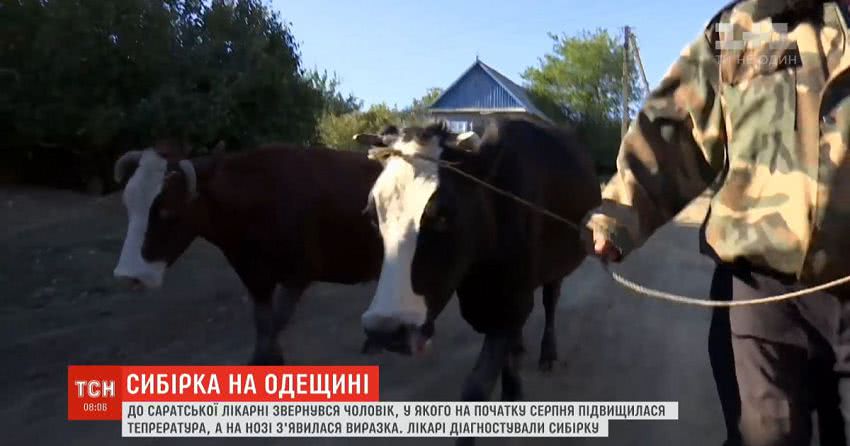 У Одеській області селянин захворів на сибірку