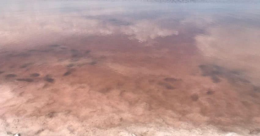 Куяльницький лиман в Одеській області став рожевим