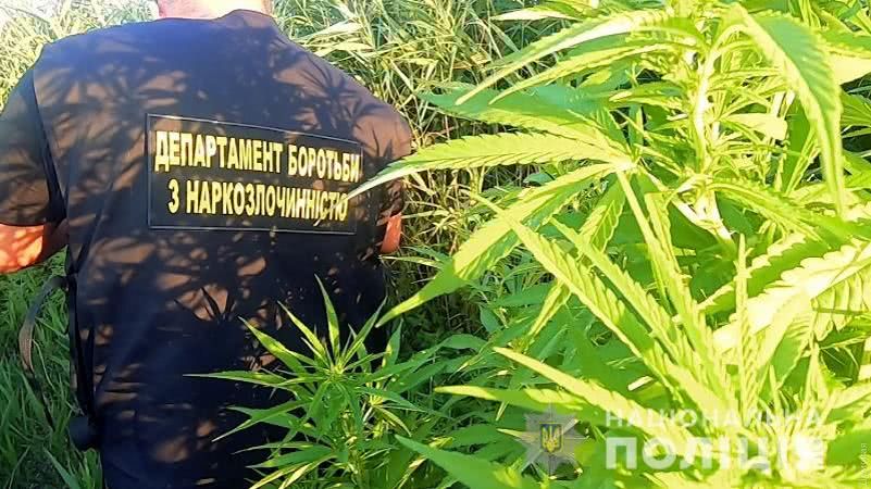 На підпільних плантаціях в Одеській області виявили майже дві тисячі кущів конопель (ФОТО, ВІДЕО)